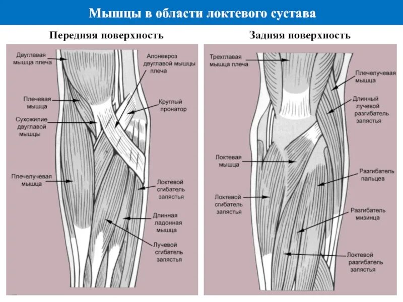 Суставная капсула колена. Коленный сустав бедро и анатомия. Камбаловидная мышца голени анатомия. Popliteus. Задняя поверхность колена.