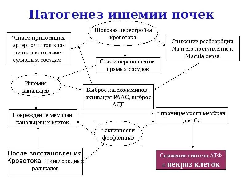 Острое повреждение почек патогенез. Шоковая почка патогенез. Острое почечное повреждение этиология. Патогенез ОПП. Патогенез почки