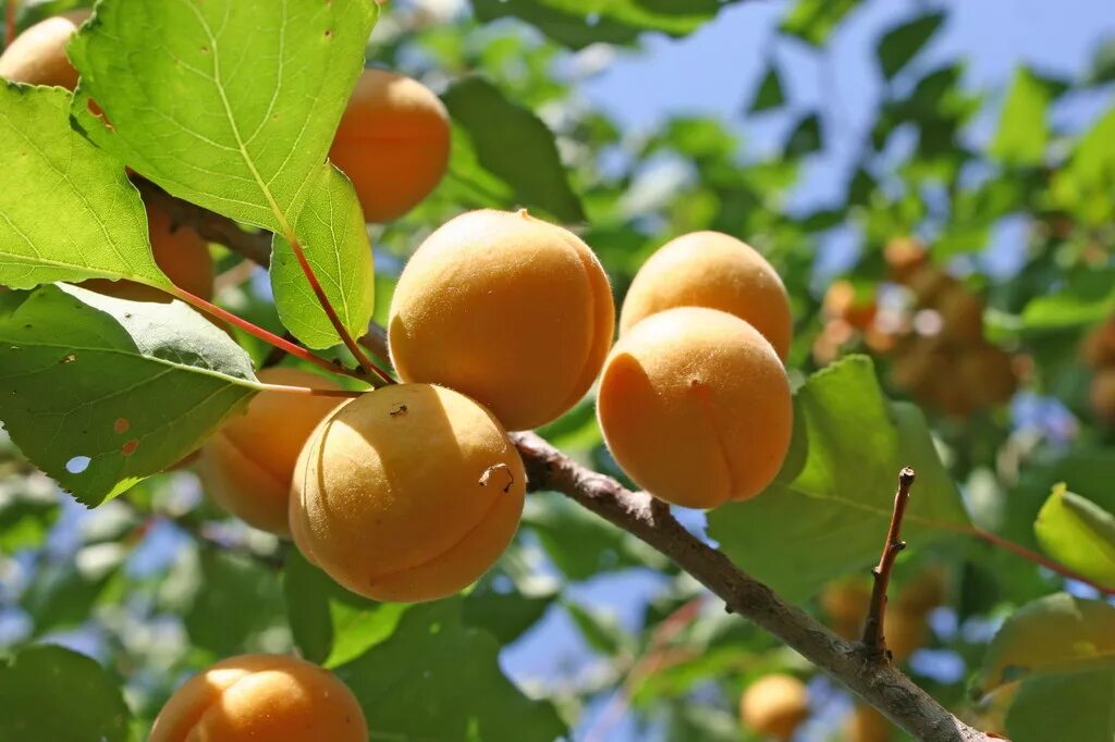 Среда обитания абрикоса