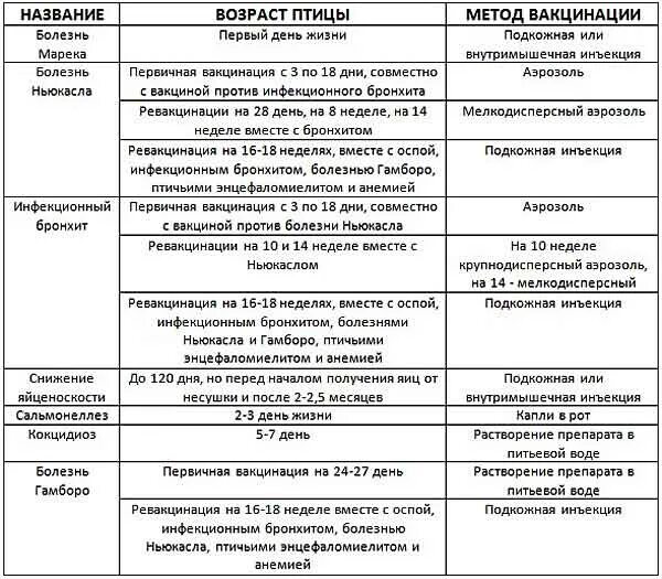 Чем поить цыплят в первые дни. Вакцинация бройлеров схема. Схема вакцинации для птицы бройлеров. Схема вакцинации кур несушек в домашних условиях. Схема вакцинации цыплят бройлеров.