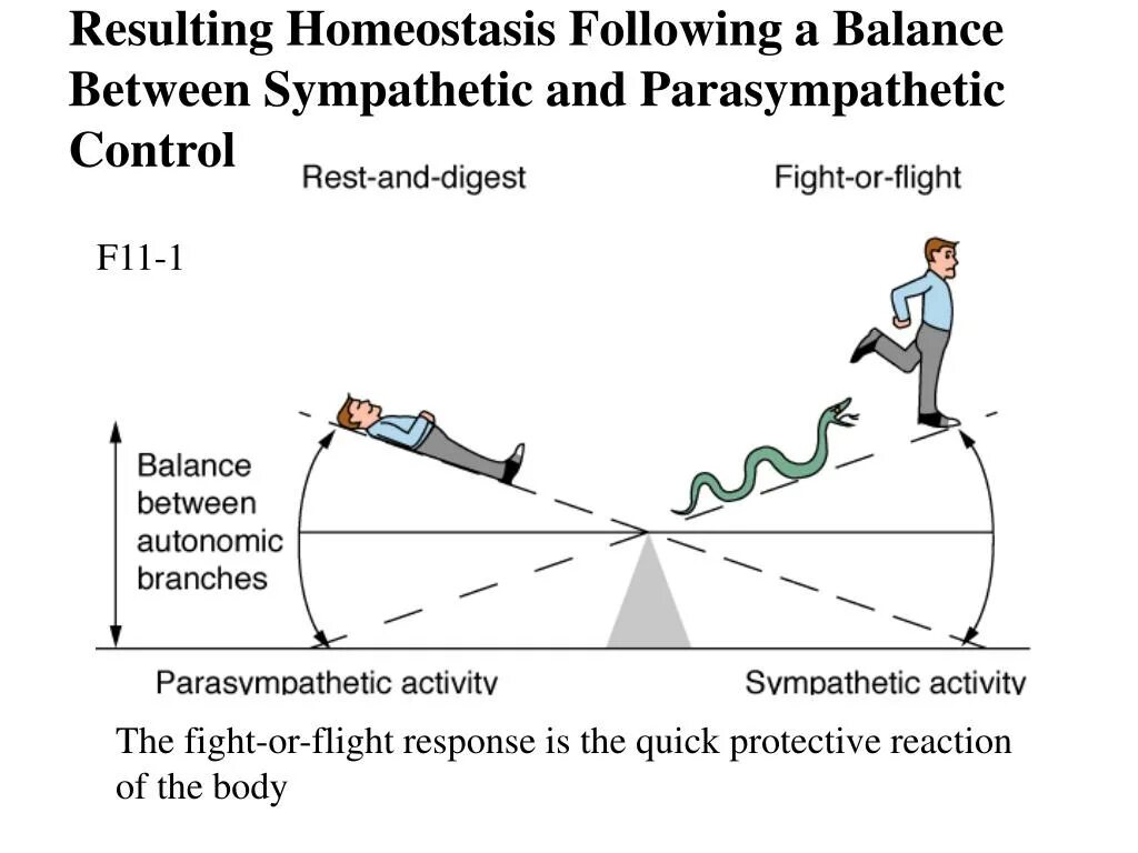 Reaction Fight or Flight. How does your Fight or Flight response work. Fight or Flight response на русском. Flight Flight Freeze. Resulting отзывы