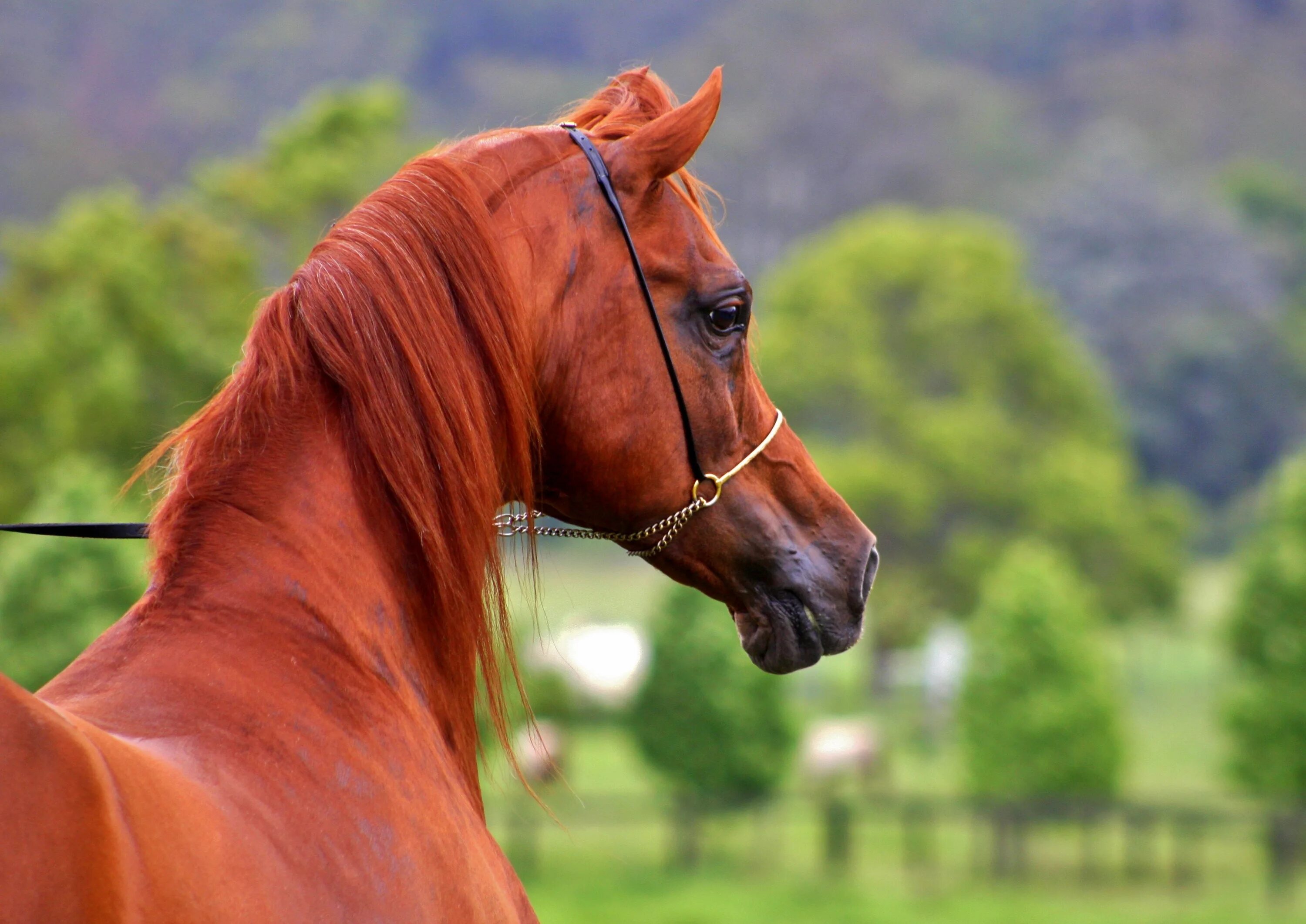 Арабская лошадь (арабский скакун). Арабская лошадь арабский скакун рыжий. Арабский скакун рыжей масти. Арабская чистокровная лошадь рыжая.