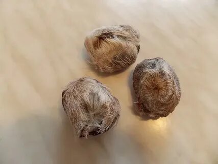 Мускус что это