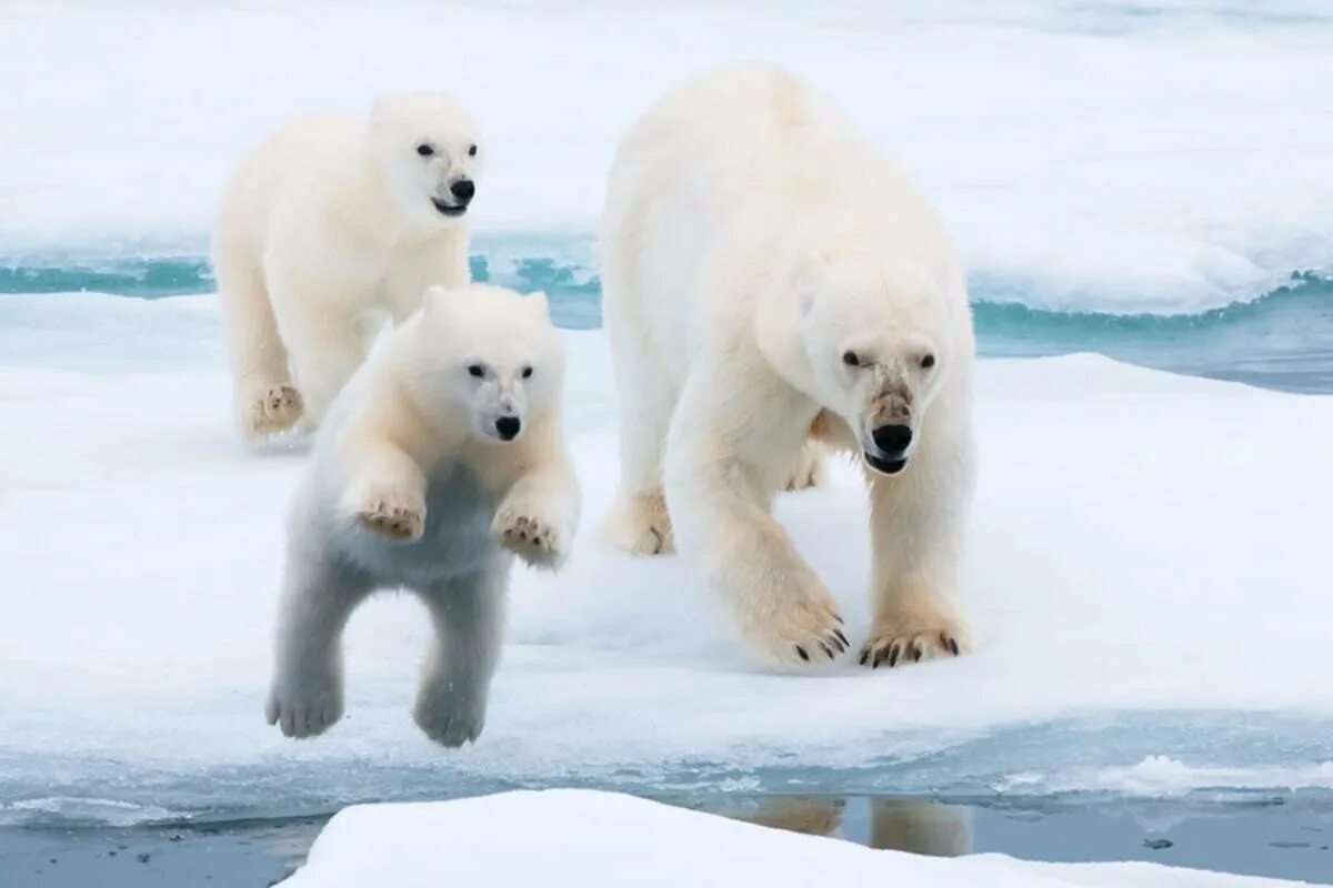 Белые медведи в Антарктиде. Животные Антарктиды белый медведь. Арктика – Антарктика белый медведь. Белый медведь Северный полюс.