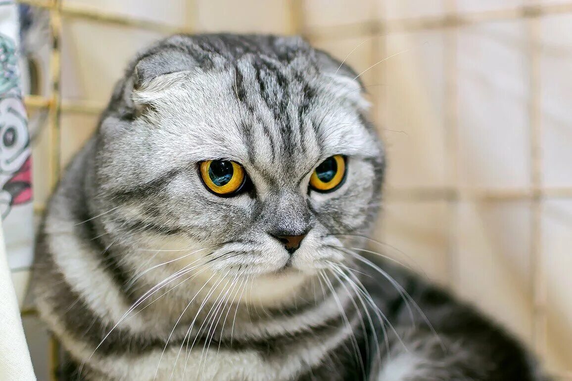Кошки отзывы. Скоттиш-фолд Шотландская. Шотландский вислоухий кот скоттиш фолд. Шотландская кошка скоттиш фолд. Шотландская вислоухая скотишфолд.
