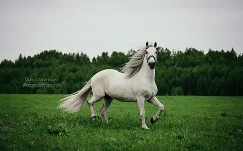 Конный клуб барская прихоть усадьба