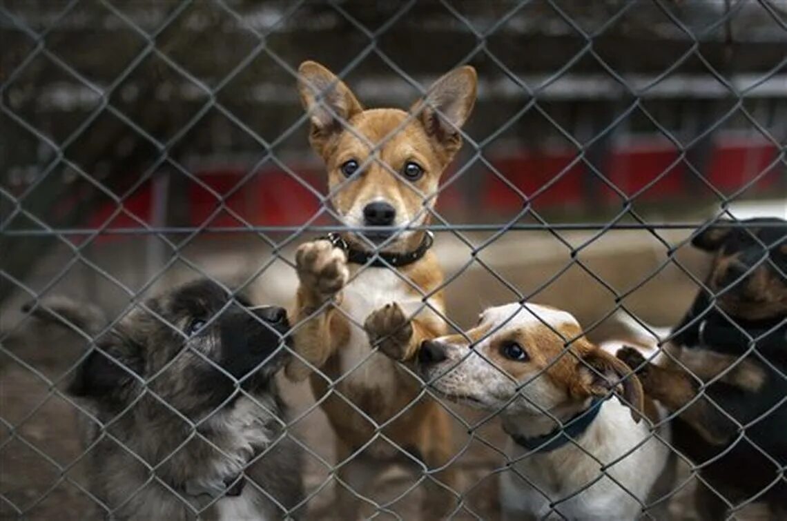Animals treated. Convicted animals.
