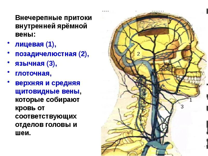 Отток крови от головного мозга. Внутренняя яремная Вена притоки. Притоки внутренней яремной вены. Внутричерепные притоки внутренней яремной вены. Внутренняя яремная Вена анатомия кт.