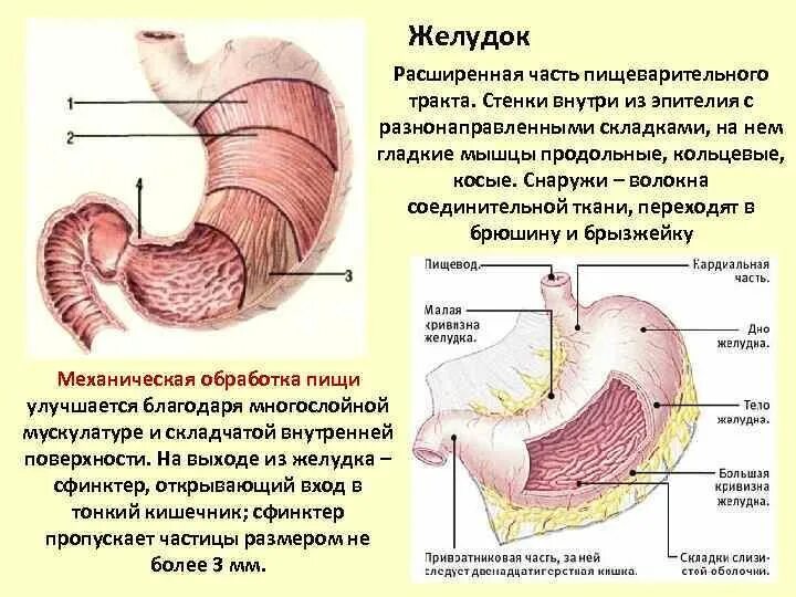4 части желудка. Оболочки стенки желудка анатомия. Строение желудка оболочки. Слои мышечной оболочки желудка. Функции оболочек желудка.