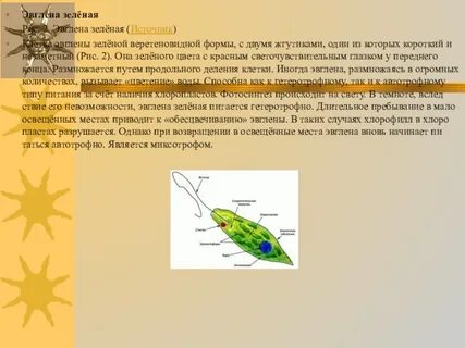 Эвглена зеленая какой хлорофилл
