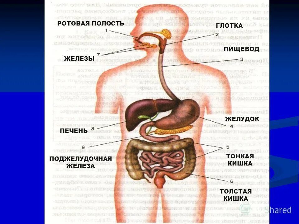 прохождение пищи по пищеварительному каналу