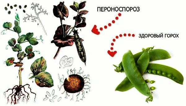Вредители гороха и меры борьбы. Обыкновенная мозаика гороха. Бледнопятнистый аскохитоз. Скехетоз гороха. Заболевания гороха.
