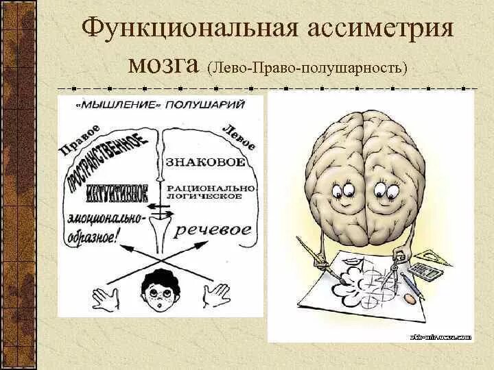 Ведомое полушарие. Функциональная асимметрия. Функциональная межполушарная асимметрия мозга. Функциональная асимметрия полушарий головного мозга. Межполушарная асимметрия мозга и межполушарное взаимодействие.