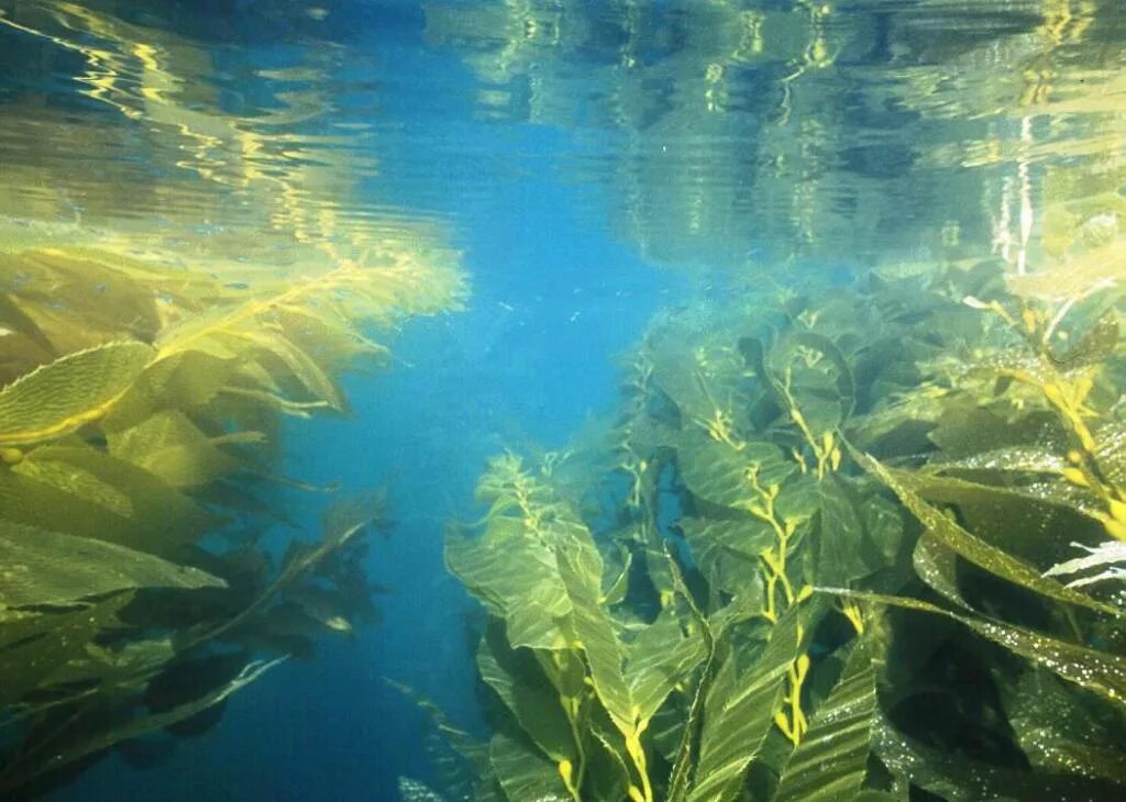 Ламинария в холодных морях. Водоросли ламинария. Бурая водоросль (Macrocystis pyrifera),. Бурые водоросли ламинария макроцистис. Морская капуста в море.