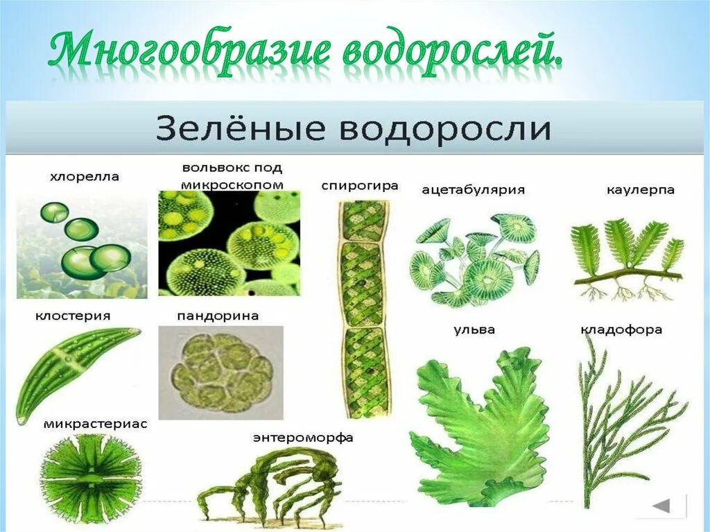 Разнообразие водорослей 6 класс. Представители зеленых водорослей 5 класс биология. Одноклеточные зеленые водоросли 5 класс биология. Представители водорослей 7 класс. Зеленые водоросли 5 класс биология.