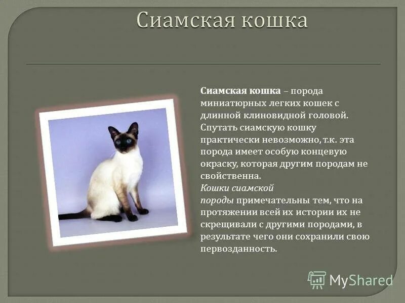Сиамская порода кошек характер. Сиамская кошка физиологический критерий. Сиамская кошка описание. Сиамская кошка описание породы.