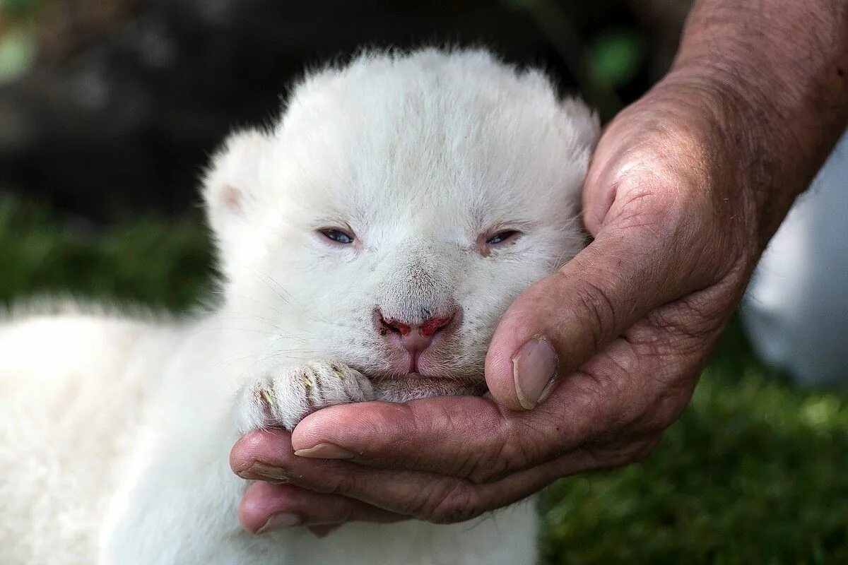 Появление в потомстве альбиноса. Альбинос Панда альбинос. Гризли альбинос. Коала альбинос. Белый медведь альбинос.