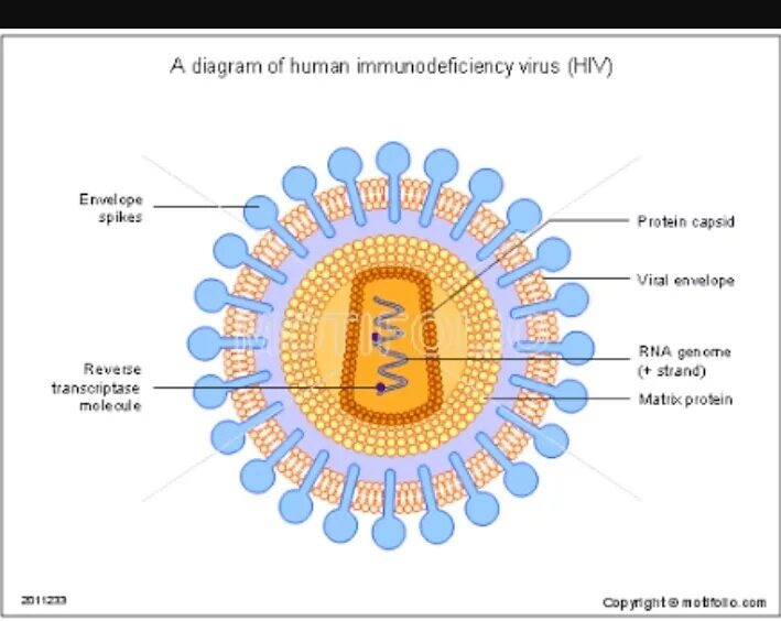 Human immunodeficiency. Immunodeficiency. HIV Resistance. Human Immunodeficiency virus.