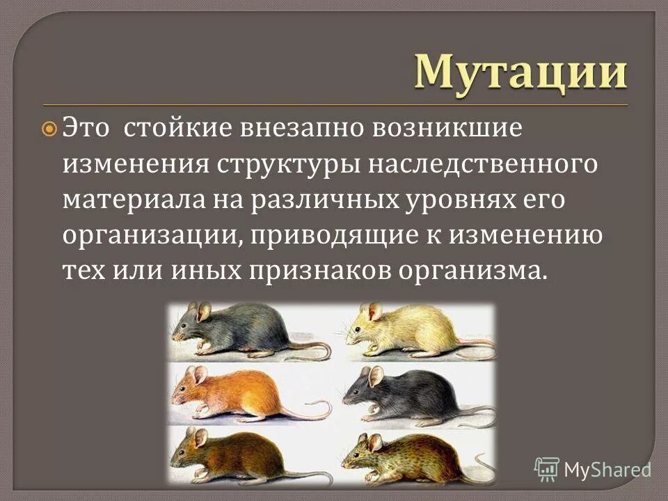 Классификация генных мутаций таблица. Мутации организмов. Классификация мутаций по. Виды и типы мутаций. Мутации организмов.