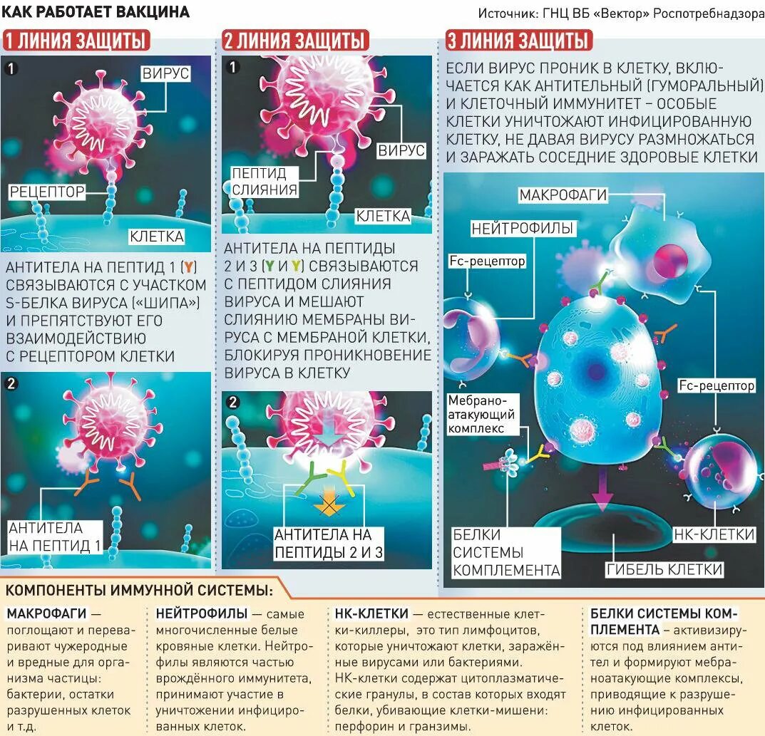 Virus vaccine. Вирусные вакцины. Как работает вакцина. Строение вакцин. Типы вирусных вакцин.