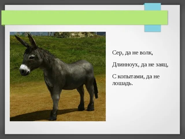 Загадка про лошадь. Загадка про лошадь для детей. Загадки про лошадей с ответами. Загадка про лошадку.