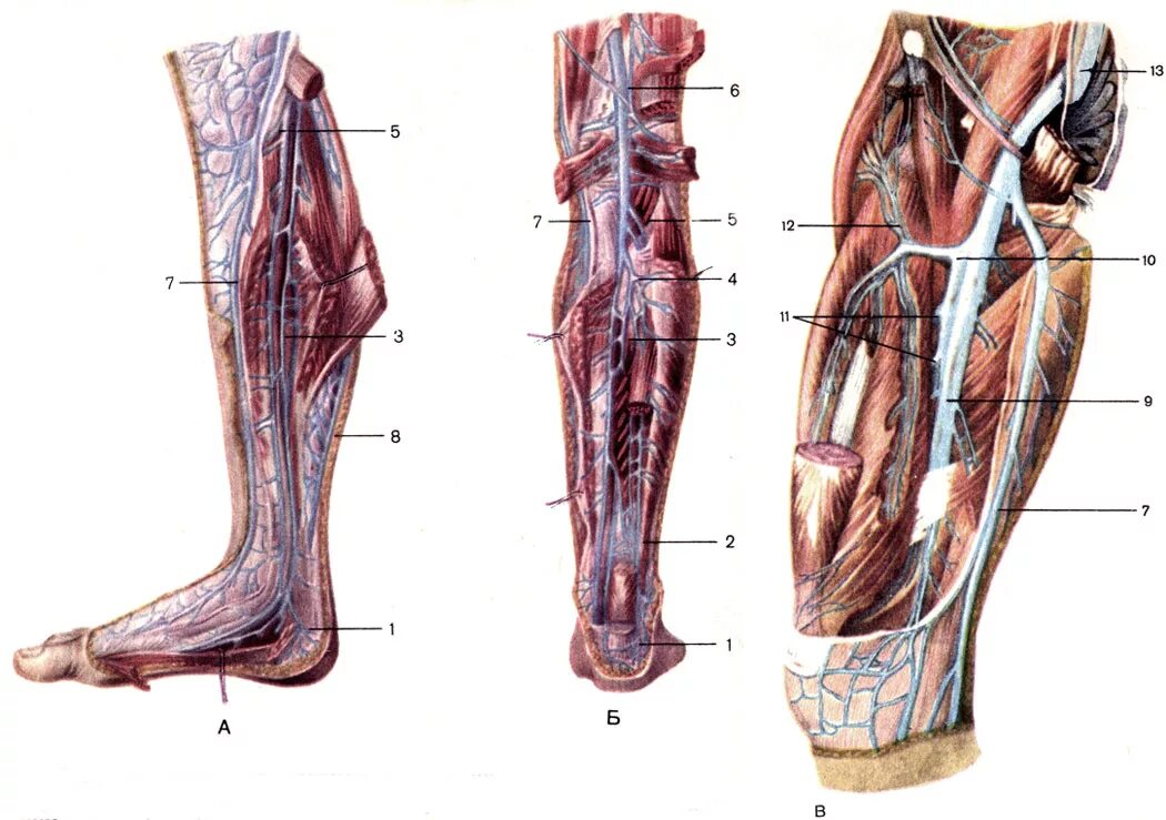 Суральная Вена нижних конечностей анатомия. Большеберцовая Вена голени. Берцовые вены анатомия. Задняя большеберцовая Вена анатомия.