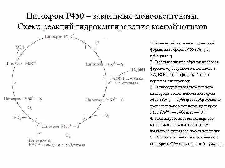 Цитохром р 450. Митохондриальные цитохром р450. процессы гидроксилирования участие в них цитохрома р450. цитохром p450 система. цитохром р450 структура.