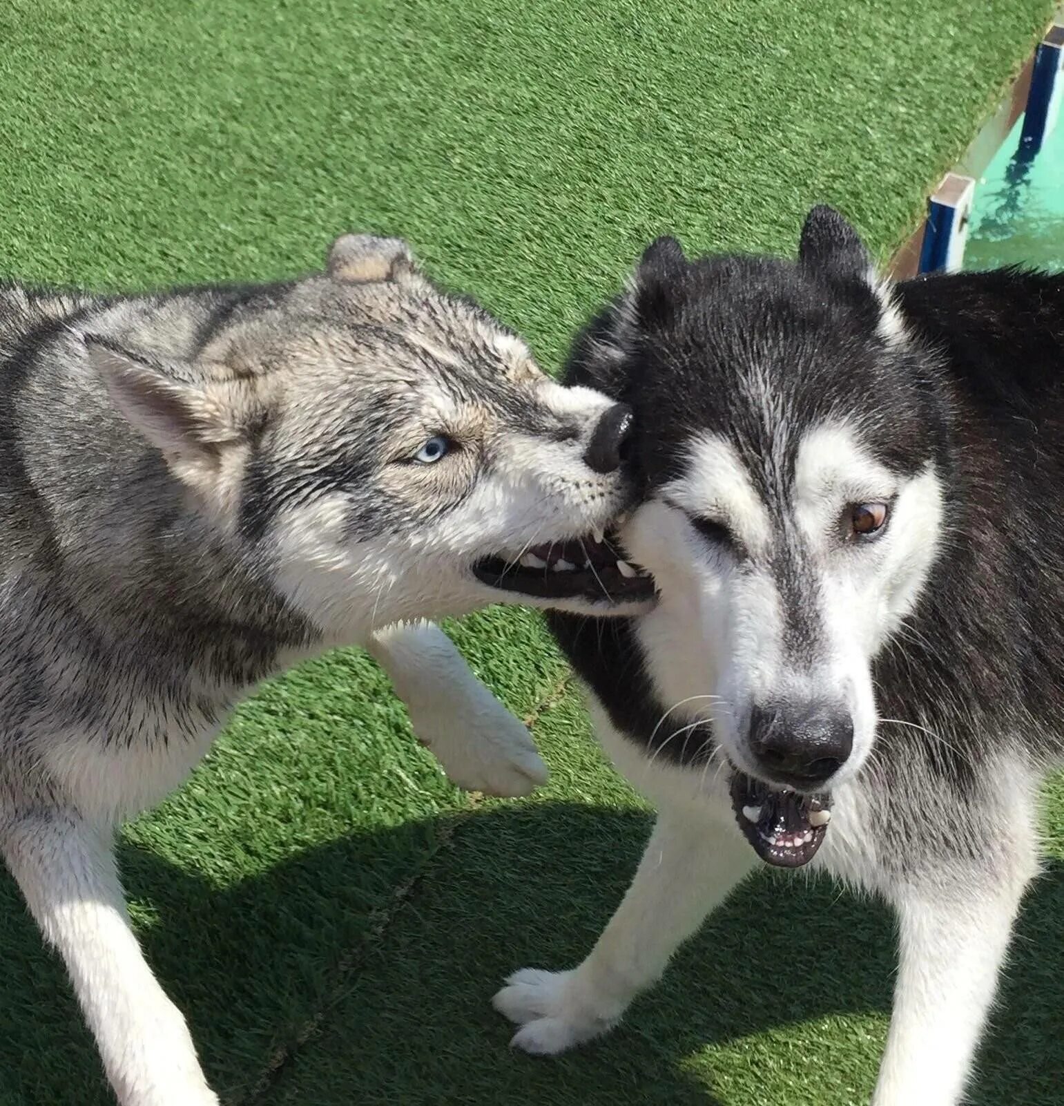 Сибирский хаски бандит и бублик. Хаски облизывается. Хаски бандит. Собака бандит хаски. Собака бандит хаски.