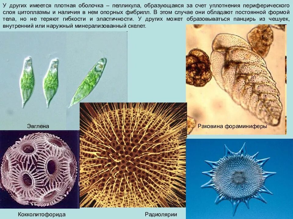 Разнообразие многоклеточных