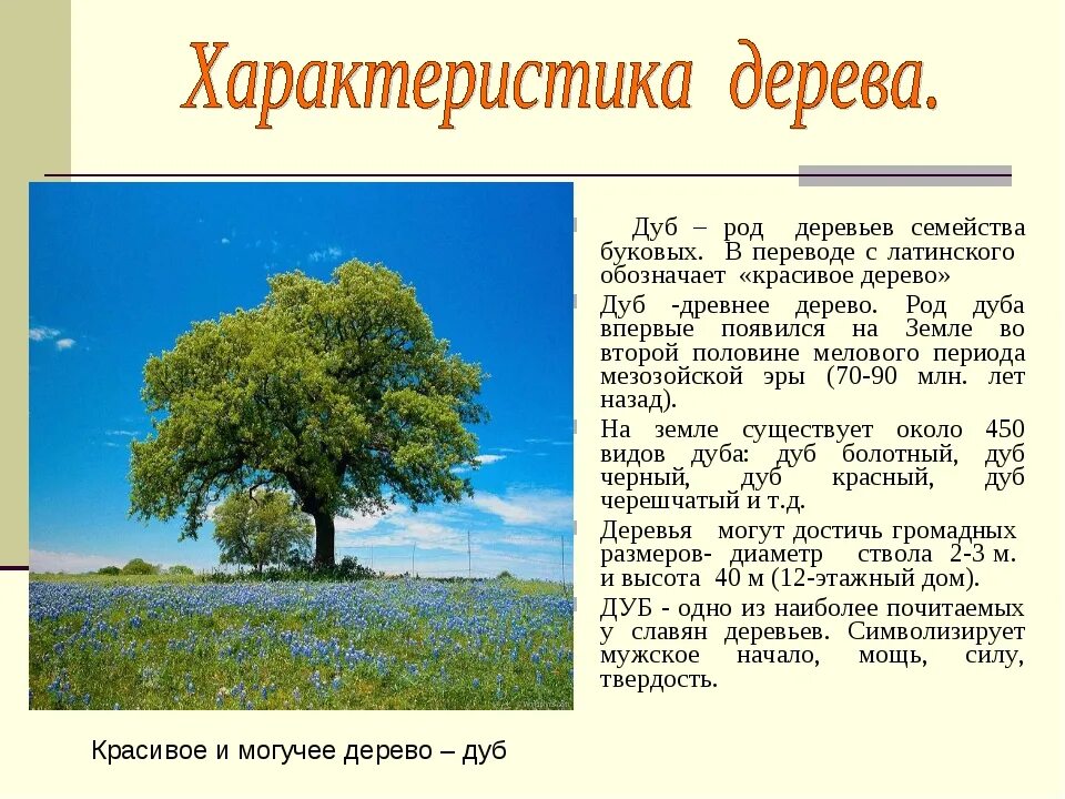 Дерево символ какой страны