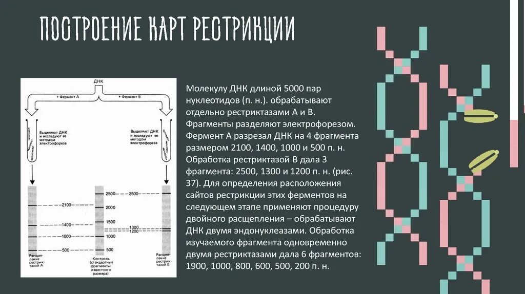 Процесс разрезания молекулы днк с помощью ферментов. Карта рестрикции. Рестрикционное картирование ДНК. Карта генома человека. Построение рестрикционных карт ДНК.