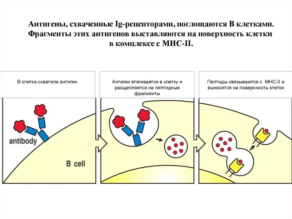 Выработка антигенов. Антиген. Антигены клеток. Антигены на поверхности клетки. ФРАГМЕНТЫ антигена.