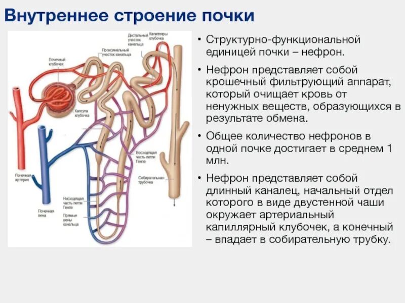 Артерия и вена почки. Строение нефрона почки. Почечная Вена нефрона. Структурный элемент почки нефрон. Микроскопическое строение почки нефрон.