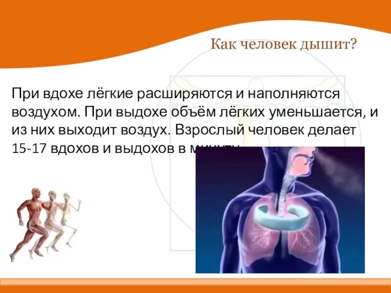 Человек выдыхает углекислый газ в сутки. Как дышит человек. Человечек вдыхает и выдыхает. Как человек выдыхает.