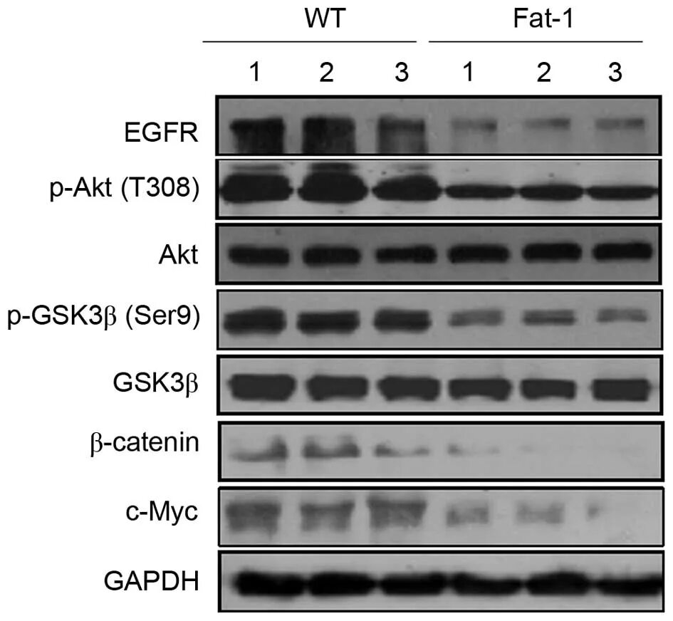 Animation akt. Akt/gsk3β. EGFR Western blot. Ros GSK-3b. Белковая лестница для вестерн блоттинга.