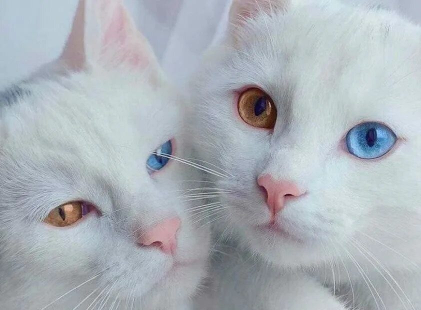Две белые кошки. Две белые кошки