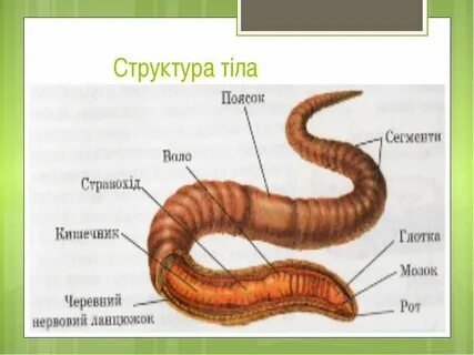 Из чего состоит дождевой червь
