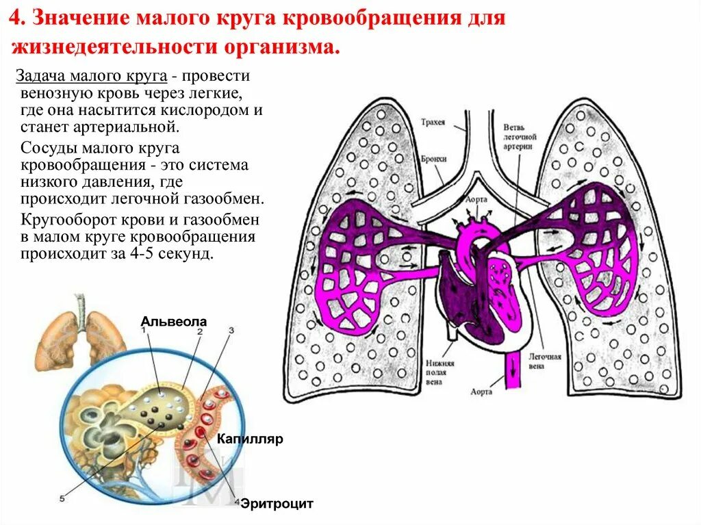 Малая значение. Значение малого круга кровообращения. малый круг кровообращения значение. значение большого и малого кругов кровообращения. значение большого круга кровообращения.