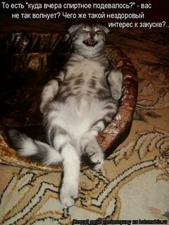 Коты с прикольными надписями