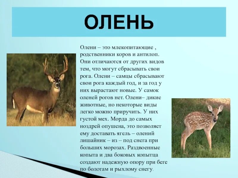 Информация про оленя. Доклад про оленя. Описание оленя. Рассказ о олене. Текст о олене