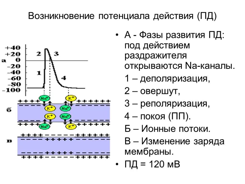 Деполяризация мембраны клетки. Схема потенциала действия фазы. Фазы мембранного потенциала действия. Мембранный потенциал действия схема. Деполяризация мембраны потенциал действия.