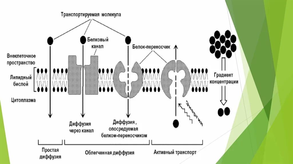 Белки каналы и белки переносчики. Белки переносчики в мембране. Жидкостно-мозаичная модель строения плазматической мембраны. Транспорт в ионных каналах. Примеры белков переносчиков.
