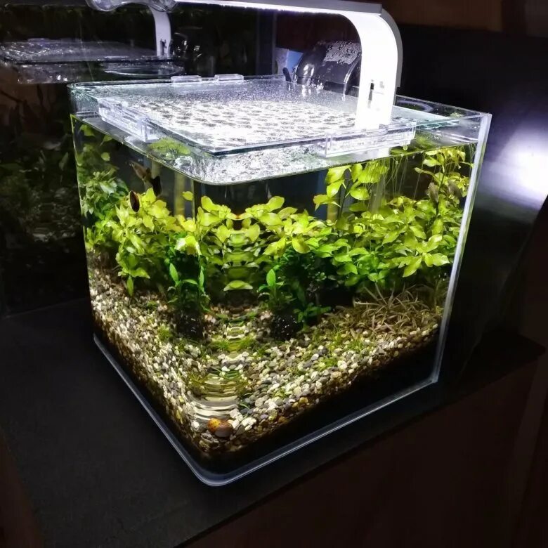 Аквариум на 17 литров квадратный. Аквариум box betta 1. Аквариум 10 литров. Аквариум кубик пропанат. Аквариум box betta 1.