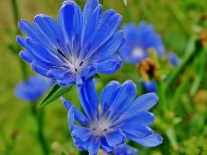 Chicory