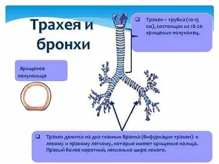 Хрящевые полукольца