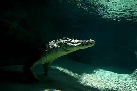 К чему снятся крокодилы в воде