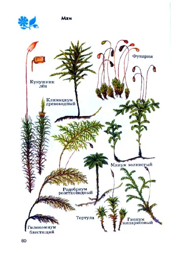 Атлас определитель папоротники. Атлас определитель растений 3 класс папоротники. Атлас-определитель растений 3 класс мхи. Атлас определитель мхи. Примеры растений группы мхов