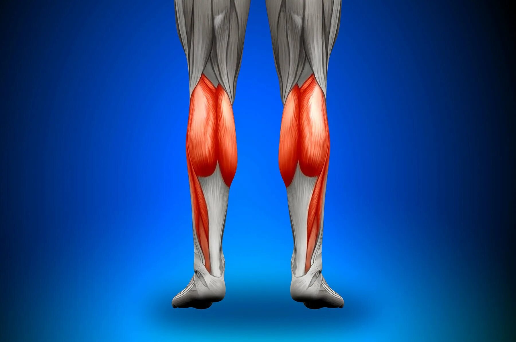 Почему ноги напряжены. Икроножная мышца анатомия. Мышцы голени камбаловидная мышца. Медиальная головка икроножной мышцы анатомия. Икроножная мышца голени.