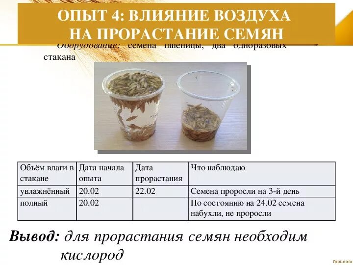 Влияет ли температура на прорастание семян гороха. Влияние воздуха на прорастание семян. Влияние воздуха на прорастание семян опыт. Влияние температуры на прорастание семян. Влияние влаги на прорастание семян.