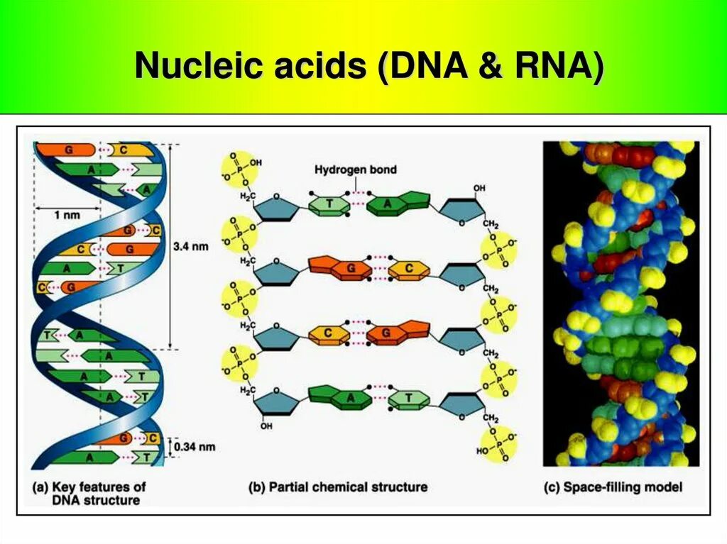 Nucleic acid DNA RNA. The structure of Nucleic acids DNA and RNA. Nucleic acid structure. Нуклеиновые кислоты ДНК И РНК.